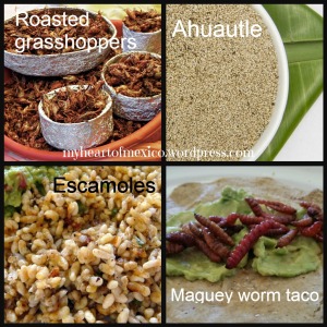 Mexican edible insects