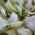 A Quick and Easy Way to Cook Yucca Flowers